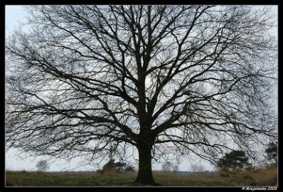 PC-_DSC9189 Groot op de Leenderheide