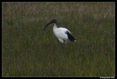 _DSC9380a Heilige Ibis, Threskiornis Aethiopicus