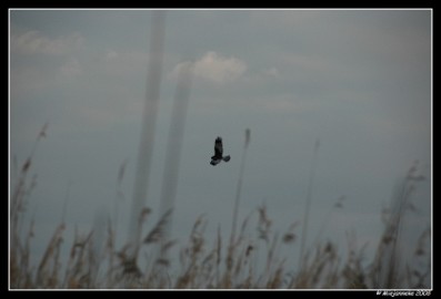 DSC_6277 Hageven