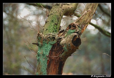DSC_0711 Open hout