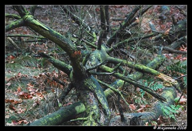 DSC_0730 Stekelig hout