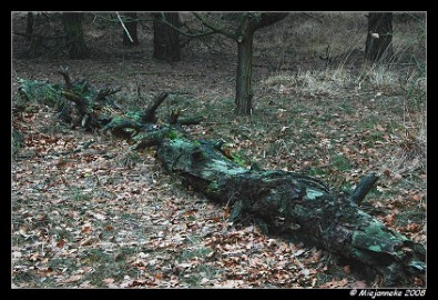 DSC_0736 Liggend hout