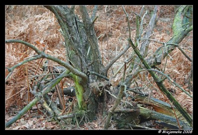 DSC_0758 Rommeltjes hout