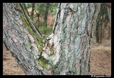 DSC_0770 - V - hout