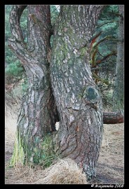 DSC_0773 Sierlijk hout