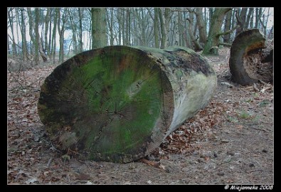 DSC_0788 Dik hout
