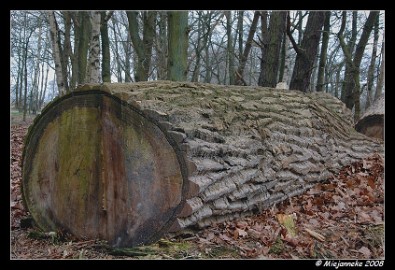 DSC_0792 Dik en groot hout