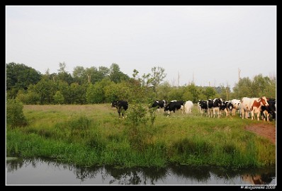 DSC_0048 Leenderheide