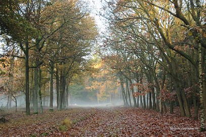DSC_1919 De mist is nog niet opgetrokken.