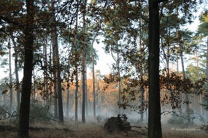 DSC_1923 Leenderheide