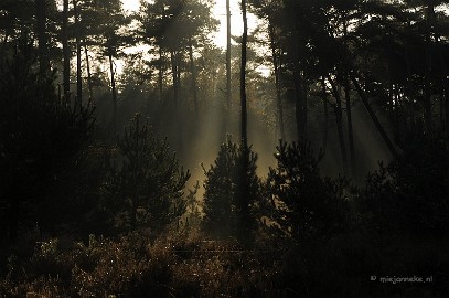 DSC_1986 De zon komt erdoor.