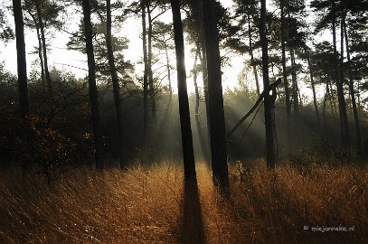 DSC_1995 Leenderheide