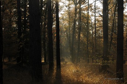 DSC_2035 Leenderheide
