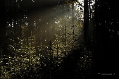 DSC_2115 Leenderheide