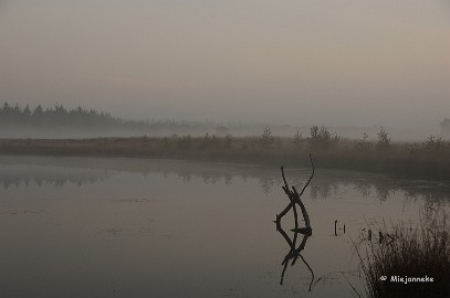 DSC_1116 Hout als kunstwerk