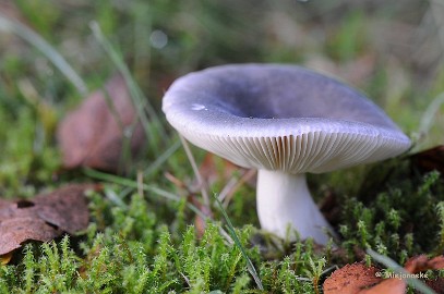 DSC_1234 Nog wat paddestoelen.