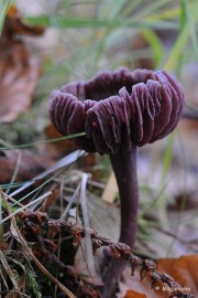 DSC_1235 Leenderheide 2008