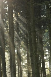 DSC_1305 Weer de zon door de bomen.