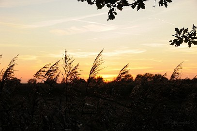 DSC_1444 Het waaide wel een beetje maar toch proberen de halmen er scherp op te krijgen.