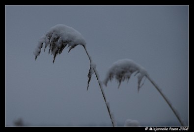 DSC_1428 Riet onder de sneeuw