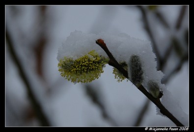 DSC_1490 Katjes onder de sneeuw