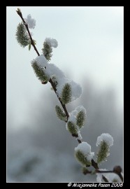 DSC_1623 Sneeuw met Pasen