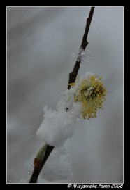 DSC_1634 Sneeuw met Pasen