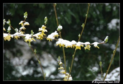 DSC_1647 Sneeuw met Pasen