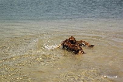 _DSC9755 Teun help eens wat.