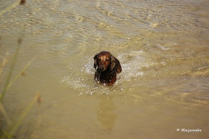 _DSC9774 Tis wel lekker he in het water.
