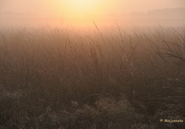 Leenderheide