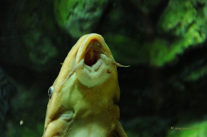 DSC_1542 Sea life