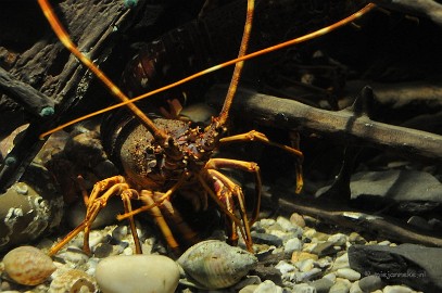 DSC_1567 Sea life