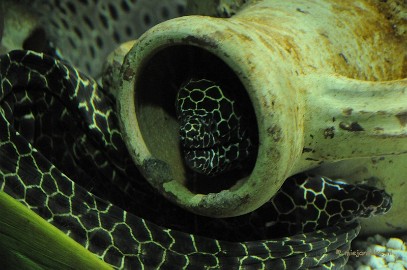 DSC_1593 Sea life