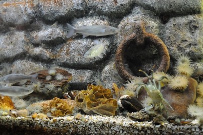 DSC_1655b Sea life