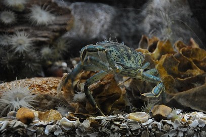 DSC_1657 Sea life