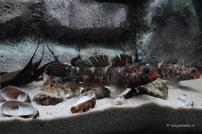 DSC_1663 Sea life