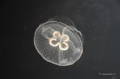 DSC_1690 Sea life