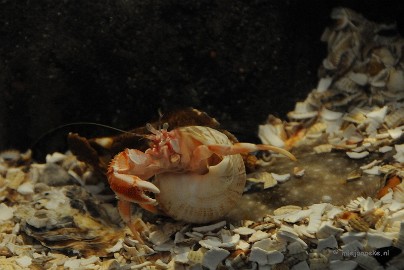 DSC_1732 Sea life