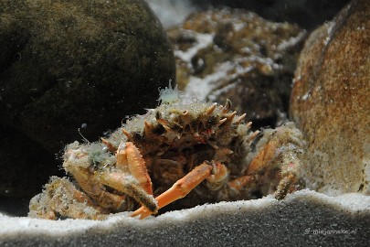 DSC_1742 Sea life