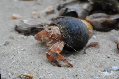 DSC_1751 Sea life