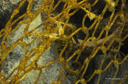 DSC_1778 Sea life