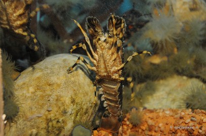 DSC_1806 Sea life