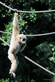 DSC_4208 Hangaap