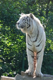 DSC_2058a Olmense Zoo