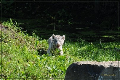DSC_2069 Olmense Zoo