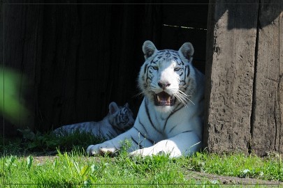 DSC_2100 Olmense Zoo