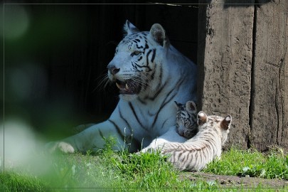 DSC_2114 Olmense Zoo