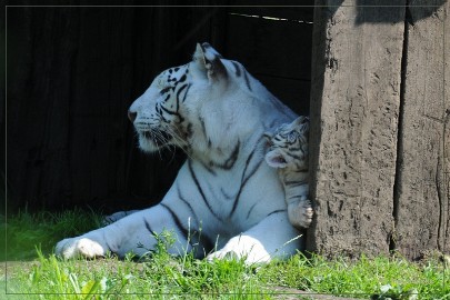 DSC_2117 Olmense Zoo