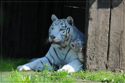 DSC_2118 Olmense Zoo